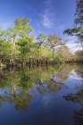 Early spring view of cypress trees reflecting on blackwater area of St Johns River-central Florida Art Print